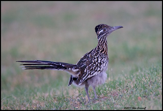 _1SB5118 greater roadrunner.jpg